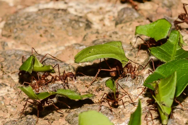Yaprak kesme karıncalar — Stok fotoğraf