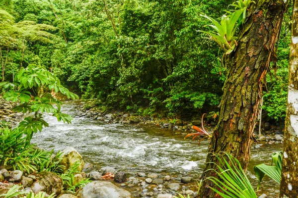 HDR selva río — Foto de Stock