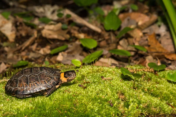 Bog Turtle (Glyptemys muhlenbergii) — Stock Photo, Image