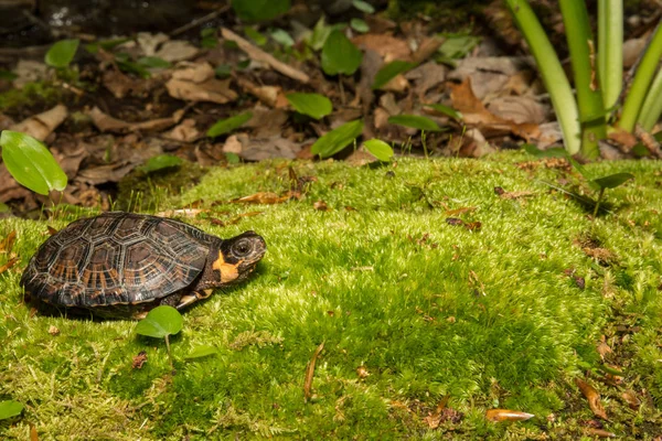 Bog Turtle (Glyptemys muhlenbergii) — Stock Photo, Image