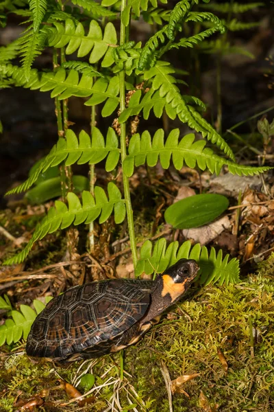 Bog Turtle (Glyptemys muhlenbergii) — Stock Photo, Image