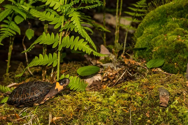 Tortuga de pantano (Glyptemys muhlenbergii ) —  Fotos de Stock