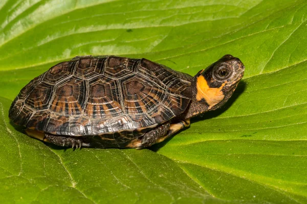 Bog Turtle (Glyptemys muhlenbergii) — Stock Photo, Image