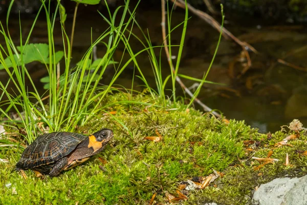 Sumpfschildkröte (glyptemys muhlenbergii)) — Stockfoto