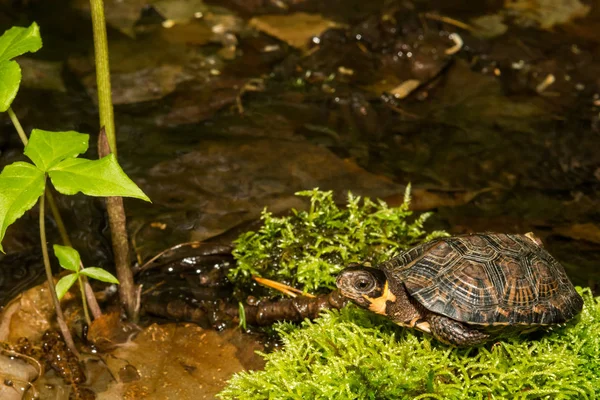Sumpfschildkröte (glyptemys muhlenbergii)) — Stockfoto