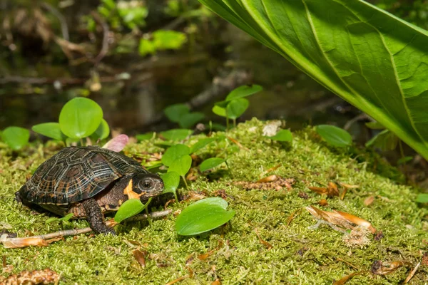 Sumpfschildkröte (glyptemys muhlenbergii)) — Stockfoto