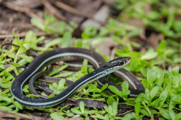 Bluestripe Ribbon Snake — Stock Photo, Image