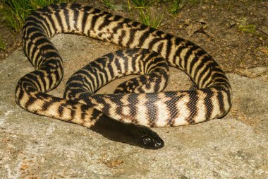 Black-headed Python clipart