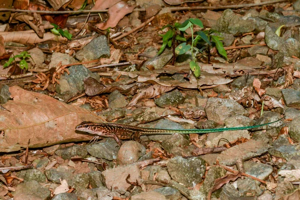 Central American Ameiva — Stock Photo, Image