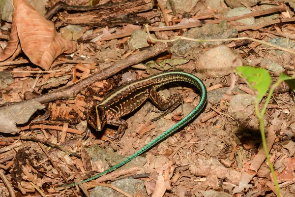 Ameiva centroamericana — Foto de Stock