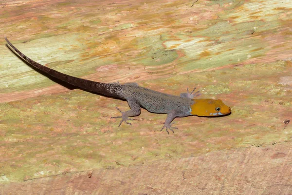 Gecko de cabeza amarilla — Foto de Stock
