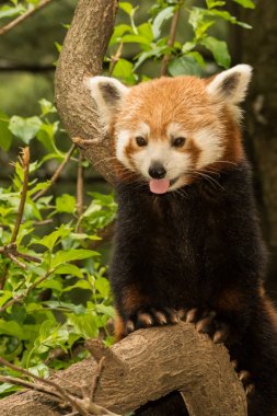 Genç kırmızı Panda