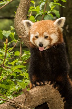 A young Red Panda clipart
