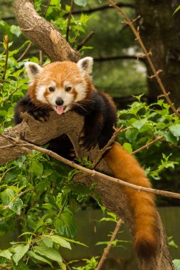 Genç kırmızı Panda