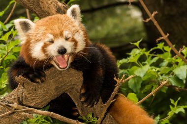 Genç kırmızı Panda
