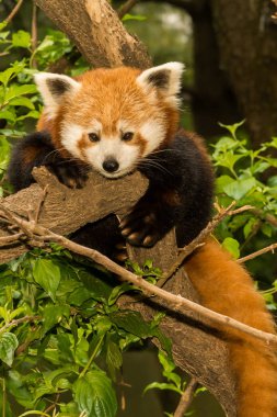 Genç kırmızı Panda