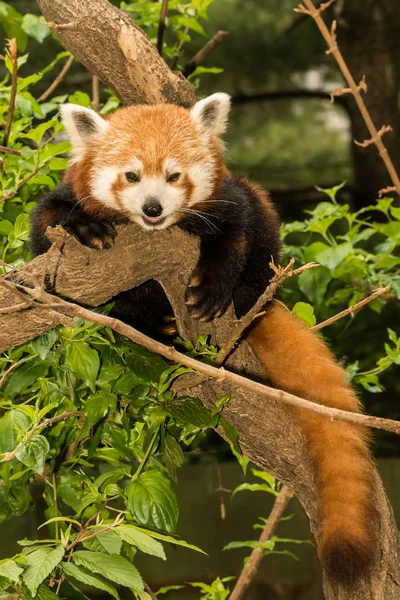 Młoda, Mała Panda — Zdjęcie stockowe