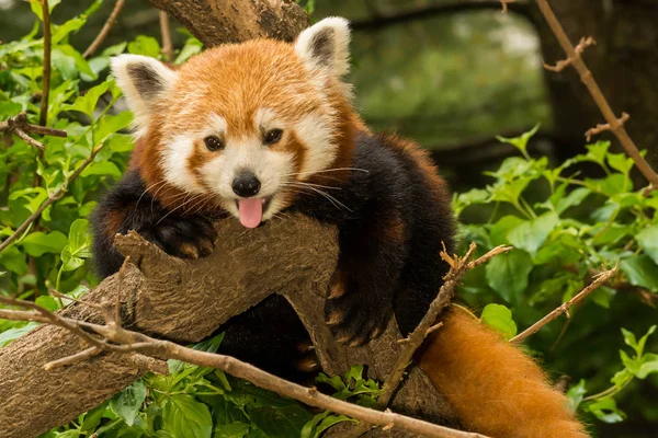 Genç kırmızı Panda