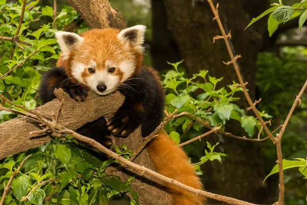 A young Red Panda — Stock Photo, Image