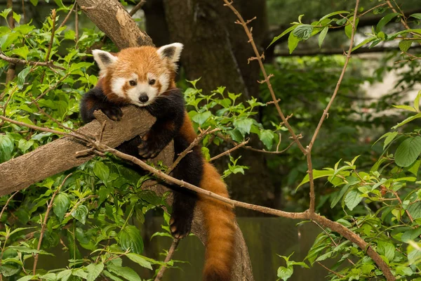 Młoda, Mała Panda — Zdjęcie stockowe