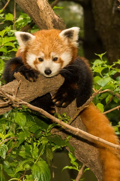 Ein junger roter Panda Stockbild