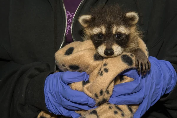 Rehabilitacji Raccoon Baby — Zdjęcie stockowe