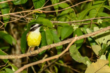 Büyük Kiskadee yakın çekim