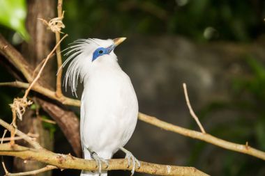 A yakın çekim Bali Myna