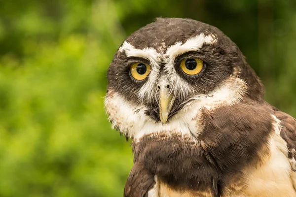 Das Gesicht einer Brilleneule — Stockfoto