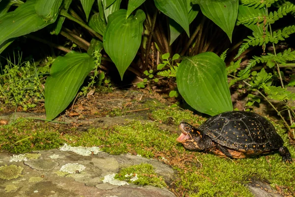 Erkek kaplumbağa benekli — Stok fotoğraf