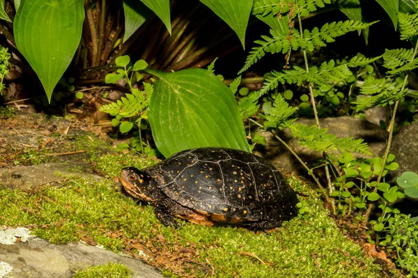 Tortuga moteada hembra —  Fotos de Stock