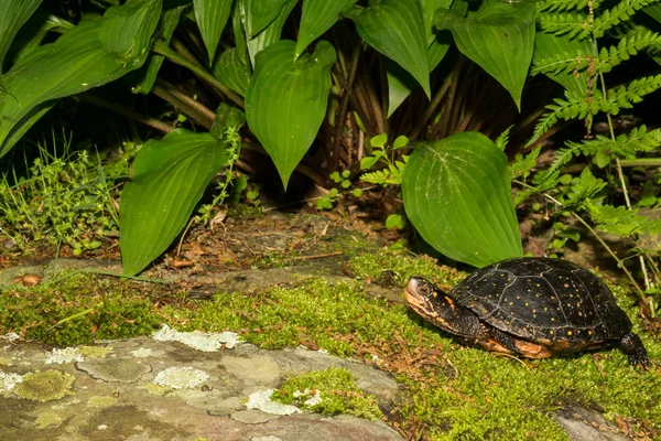 Erkek kaplumbağa benekli — Stok fotoğraf