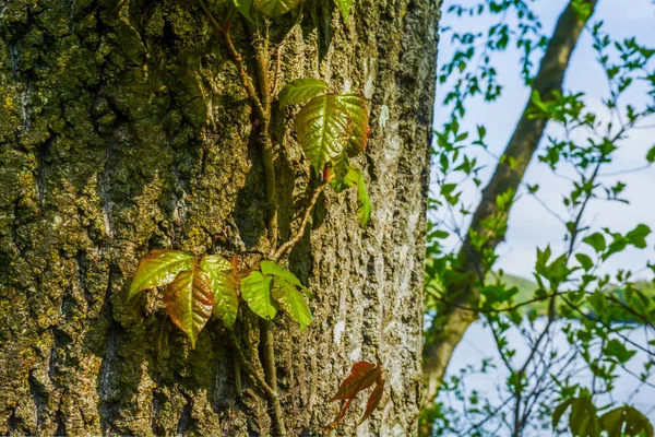 Hiedra venenosa creciendo en un árbol —  Fotos de Stock