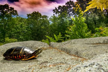 Eastern Painted Turtle clipart
