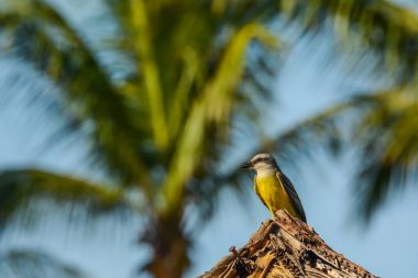 Erkek tropikal Kingbird