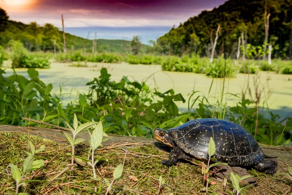 Una hermosa tortuga manchada —  Fotos de Stock