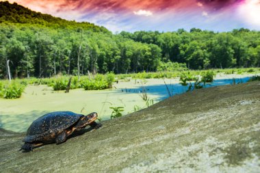 Güzel bir benekli kaplumbağa