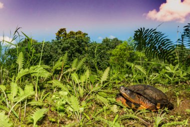 Kadın ahşap kaplumbağa