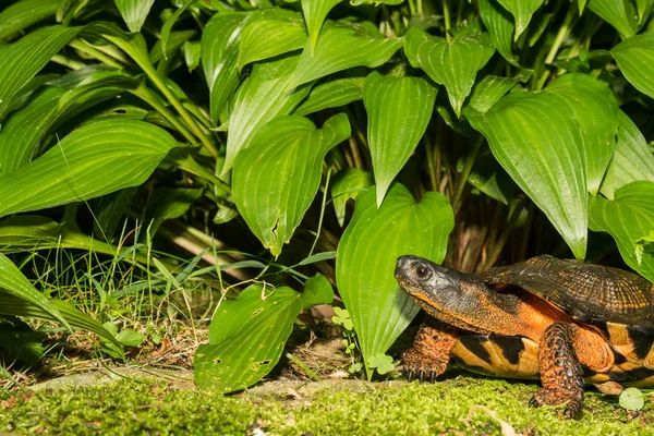 Female Wood Turtle — Stock Photo, Image