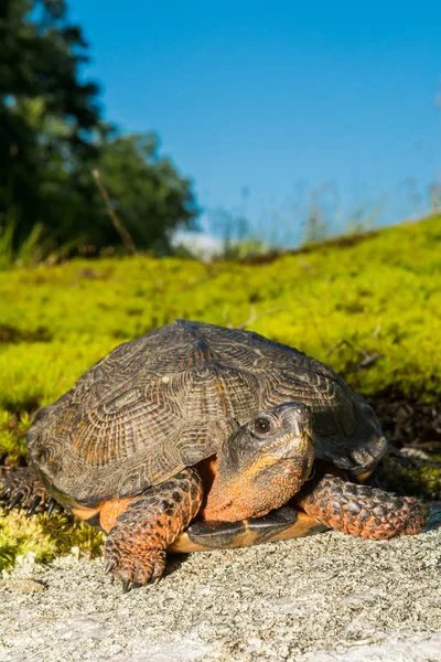 Θηλυκό ξύλου χελώνα — Φωτογραφία Αρχείου