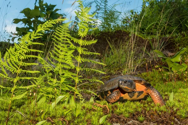 Kadın ahşap kaplumbağa — Stok fotoğraf