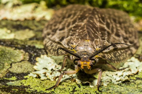 Weibchen der Östlichen Dobsonfly — Stockfoto