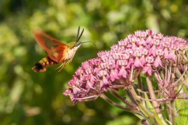 sinek kuşu clearwing güve