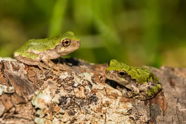 Ranas de árbol grises — Foto de Stock