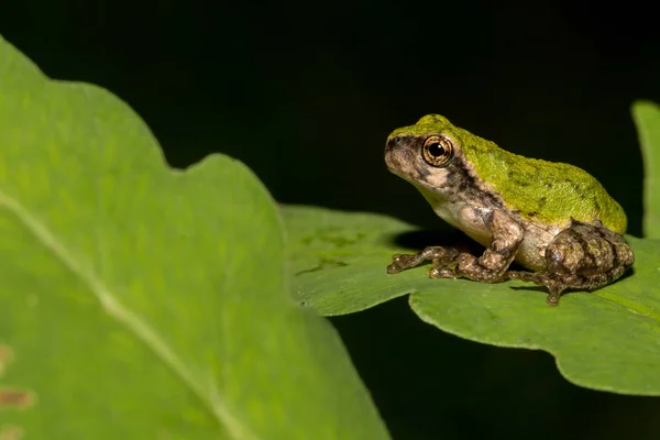 Szürke fa béka Metamorph — Stock Fotó