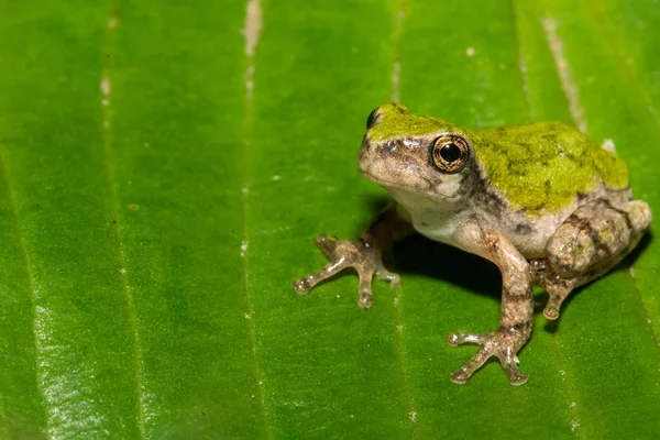 Gri ağaç kurbağa değişebilen