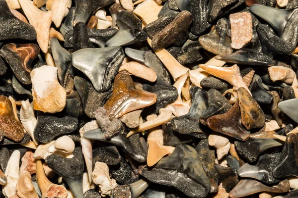 Shark Tooth Background — Stock Photo, Image