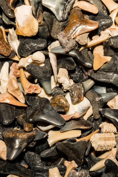 Fondo de dientes de tiburón — Foto de Stock