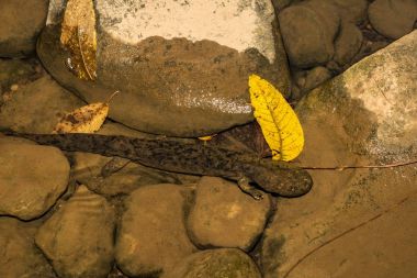 Pennsylvania'da bir Doğu Hellbender 