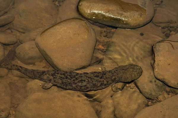 Un Hellbender Oriental en Pennsylvania — Foto de Stock